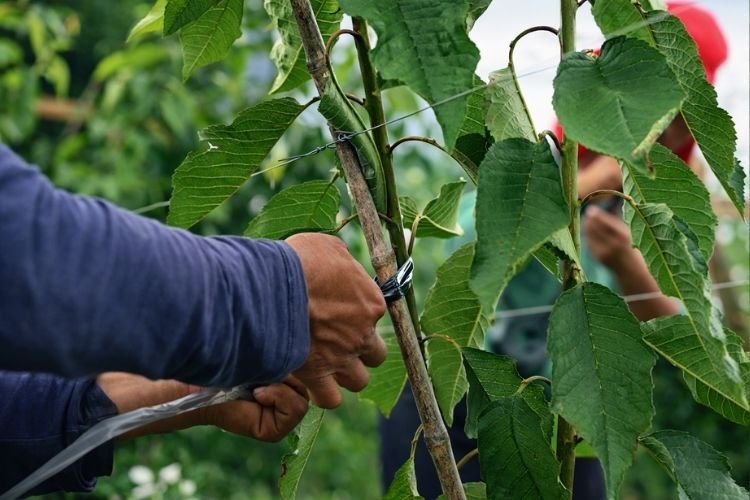 ZR Contratista Agrícola 4
