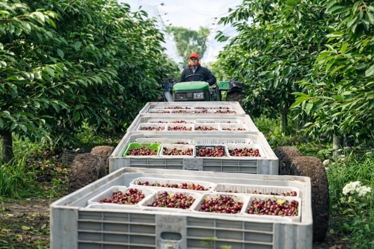 ZR Contratista Agrícola 6