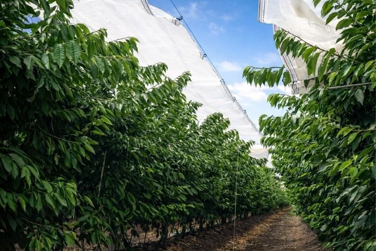 ZR Contratista Agrícola 7