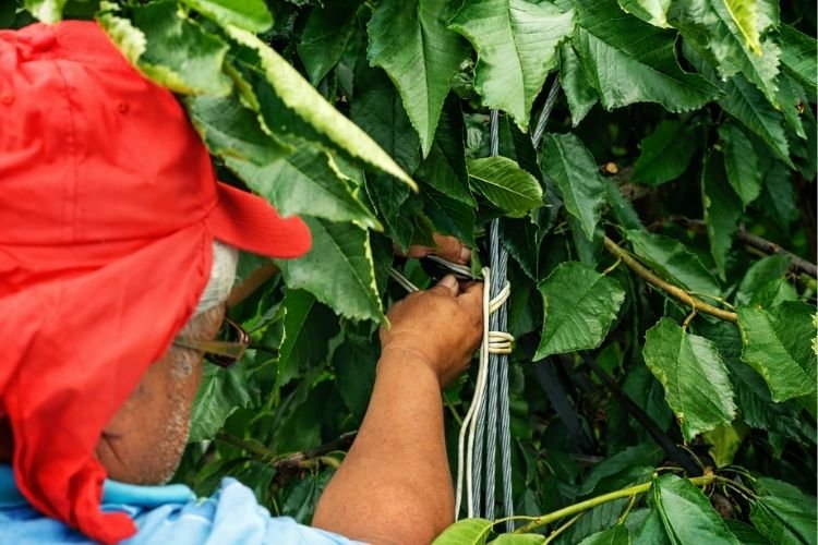 ZR Contratista Agrícola 9