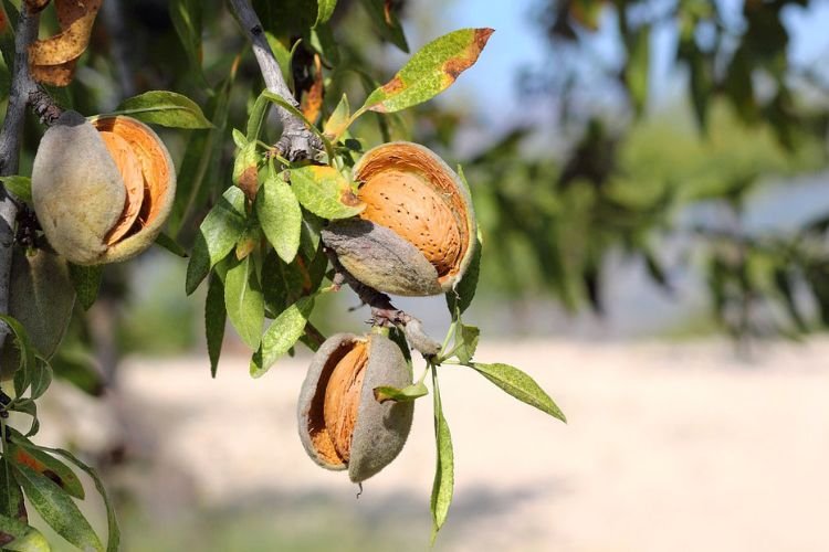 ZR Contratista Agrícola diseño sin título (7)